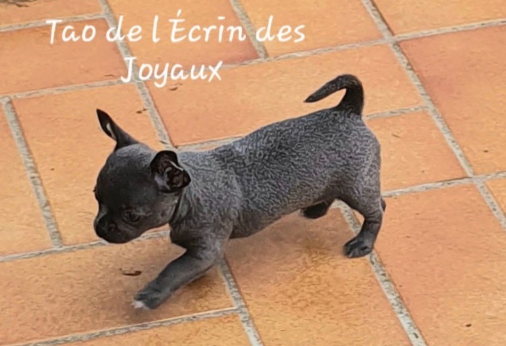 Tao de l'ecrin des joyaux