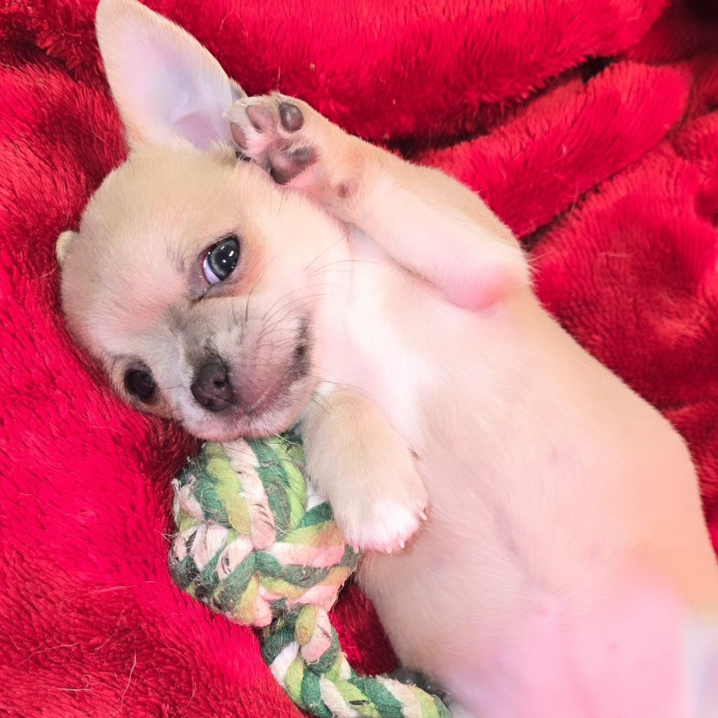 Du Gang Des Calinounoux - Chiot disponible  - Chihuahua