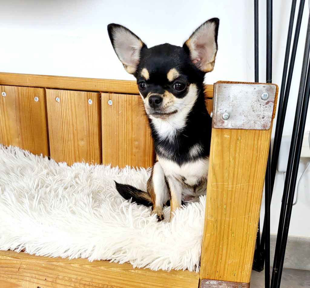 Thelyna livia De La Plaine D'illiberis