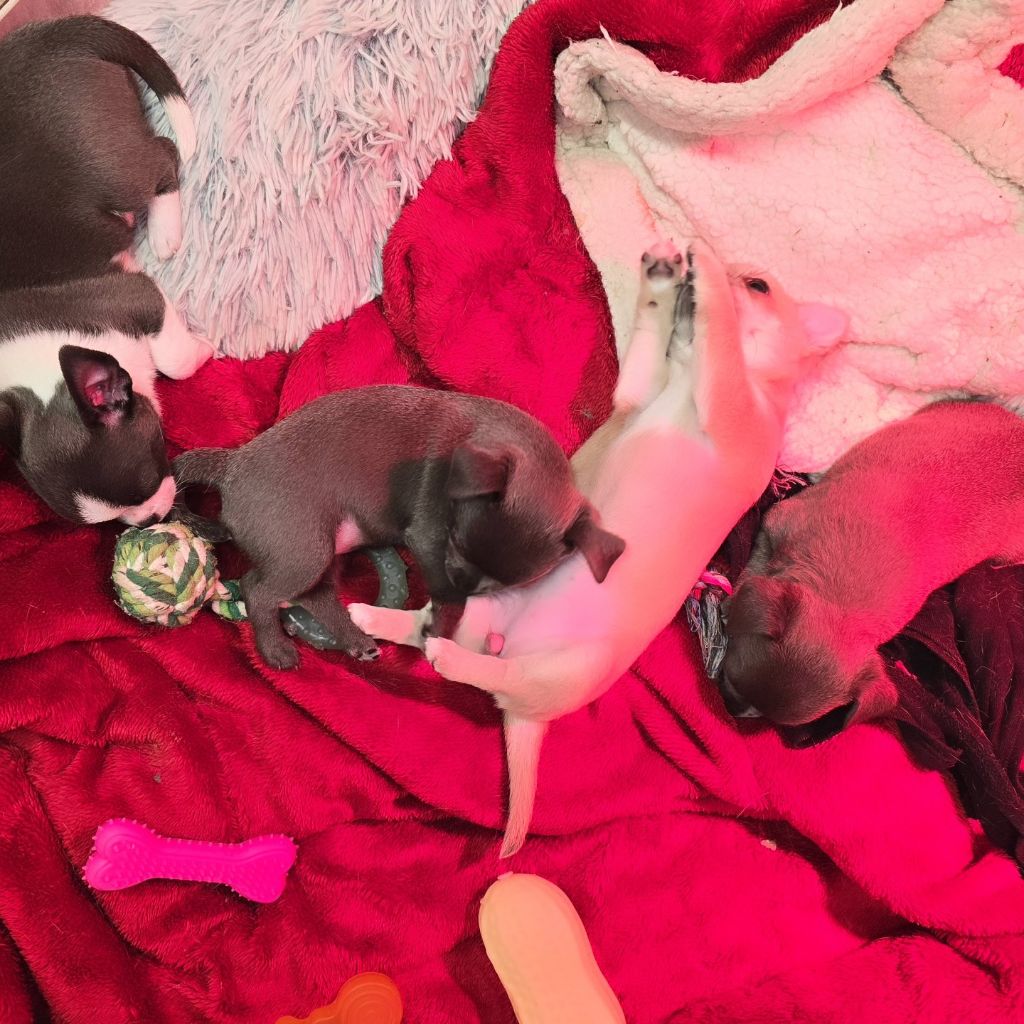 les chiots