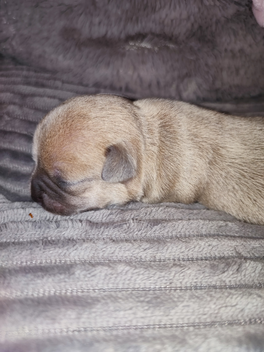Du Gang Des Calinounoux - Chiots disponibles - Chihuahua