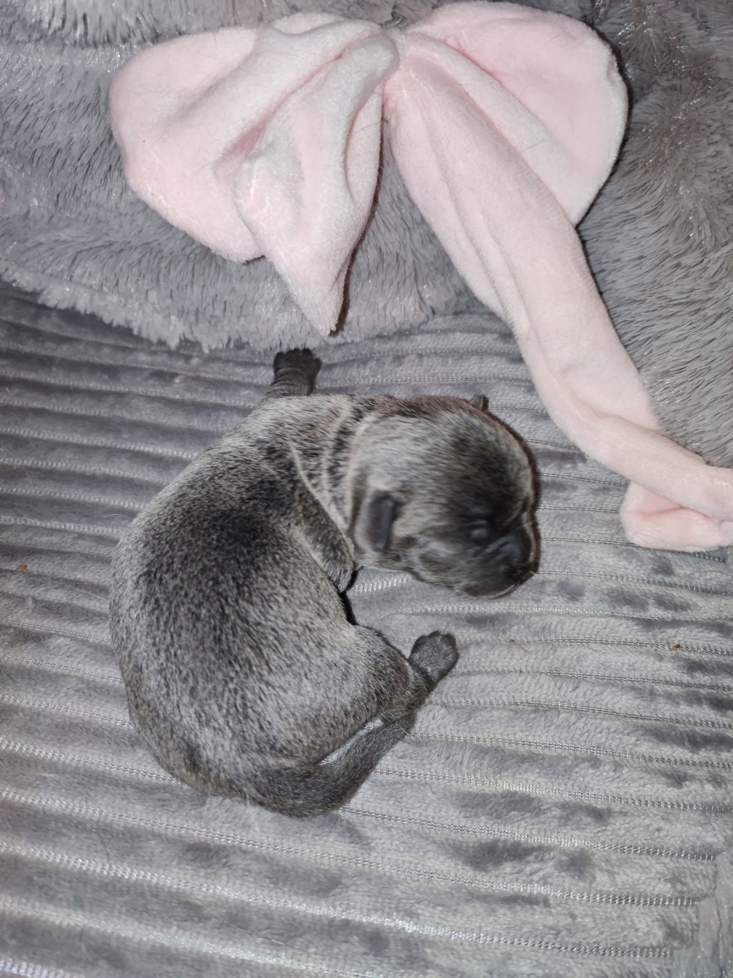 Du Gang Des Calinounoux - Chiots disponibles - Chihuahua