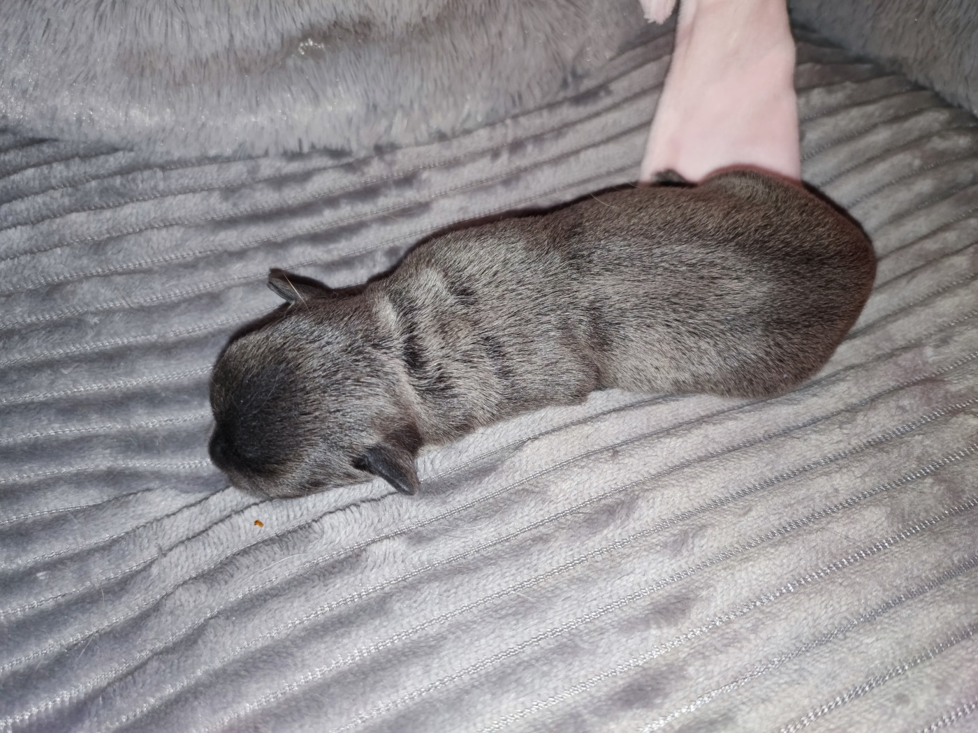 Du Gang Des Calinounoux - Chiots disponibles - Chihuahua
