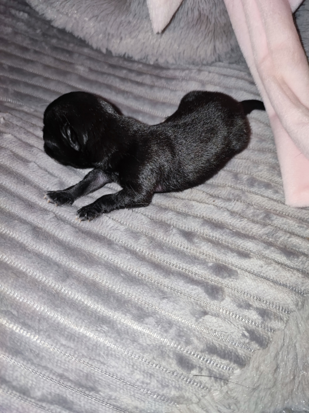 Du Gang Des Calinounoux - Chiots disponibles - Chihuahua