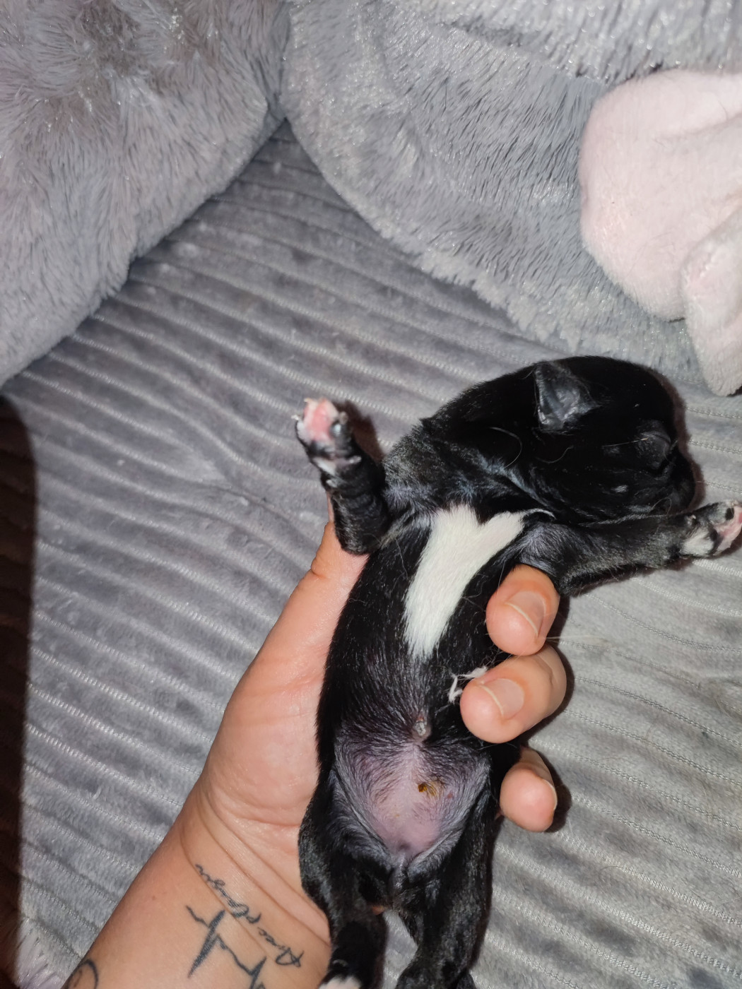 Du Gang Des Calinounoux - Chiots disponibles - Chihuahua