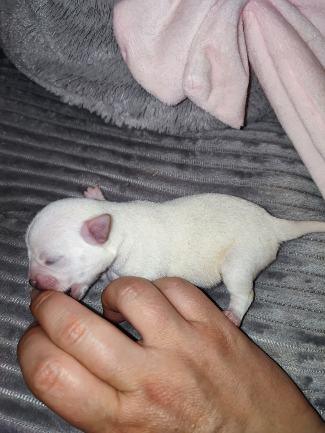 Du Gang Des Calinounoux - Chiots disponibles - Chihuahua
