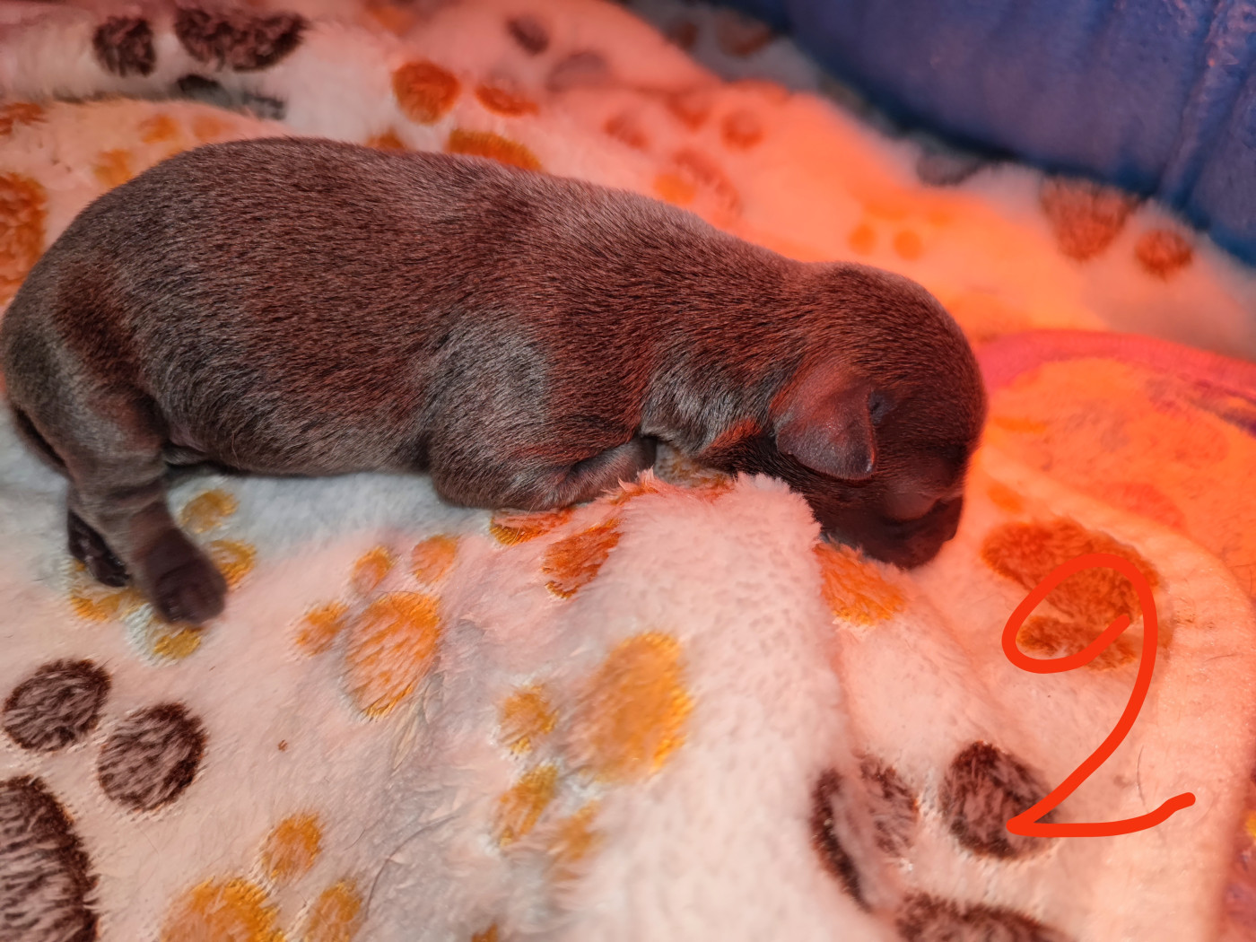 Du Gang Des Calinounoux - Chiots disponibles - Chihuahua