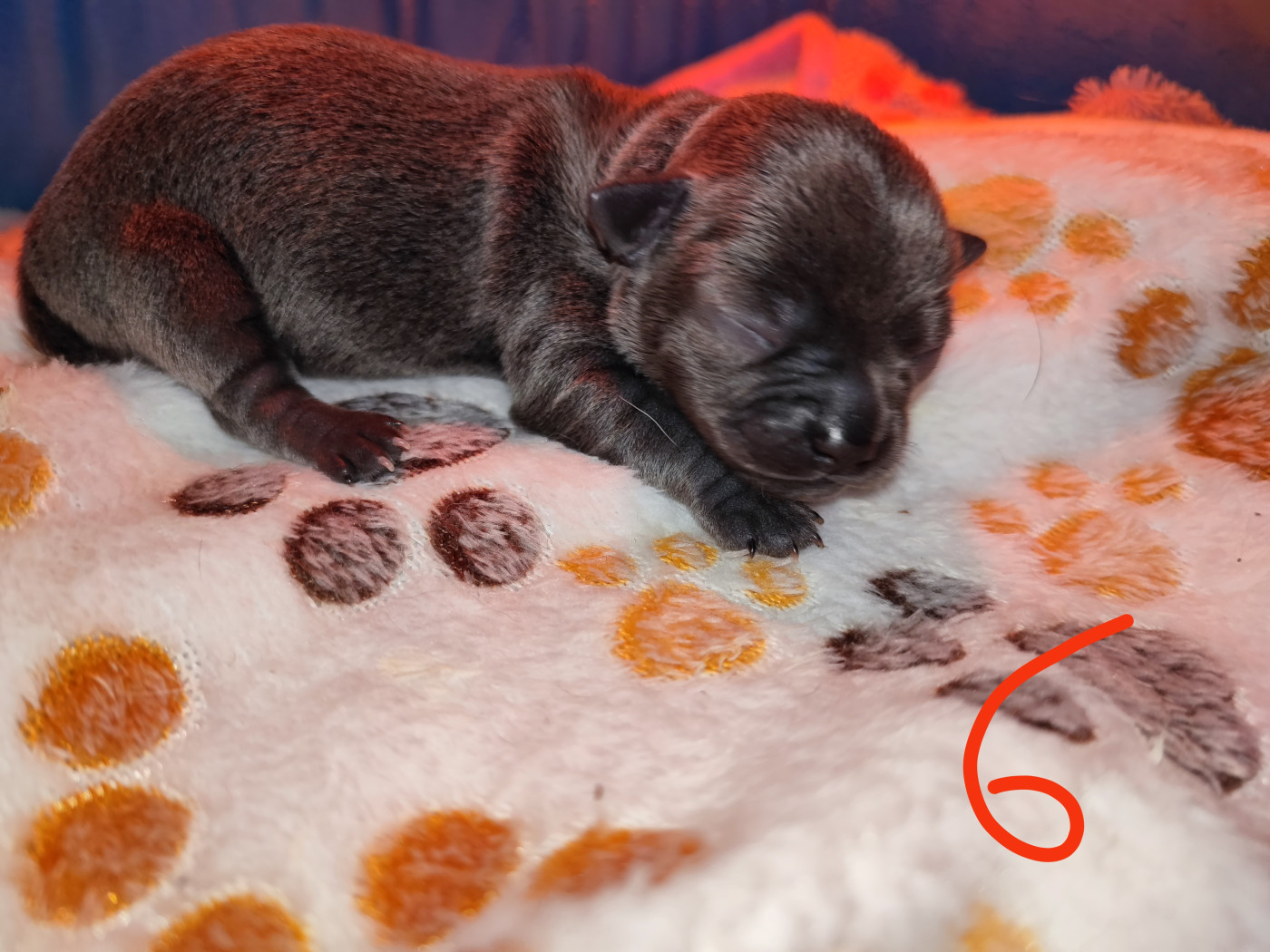 Du Gang Des Calinounoux - Chiots disponibles - Chihuahua