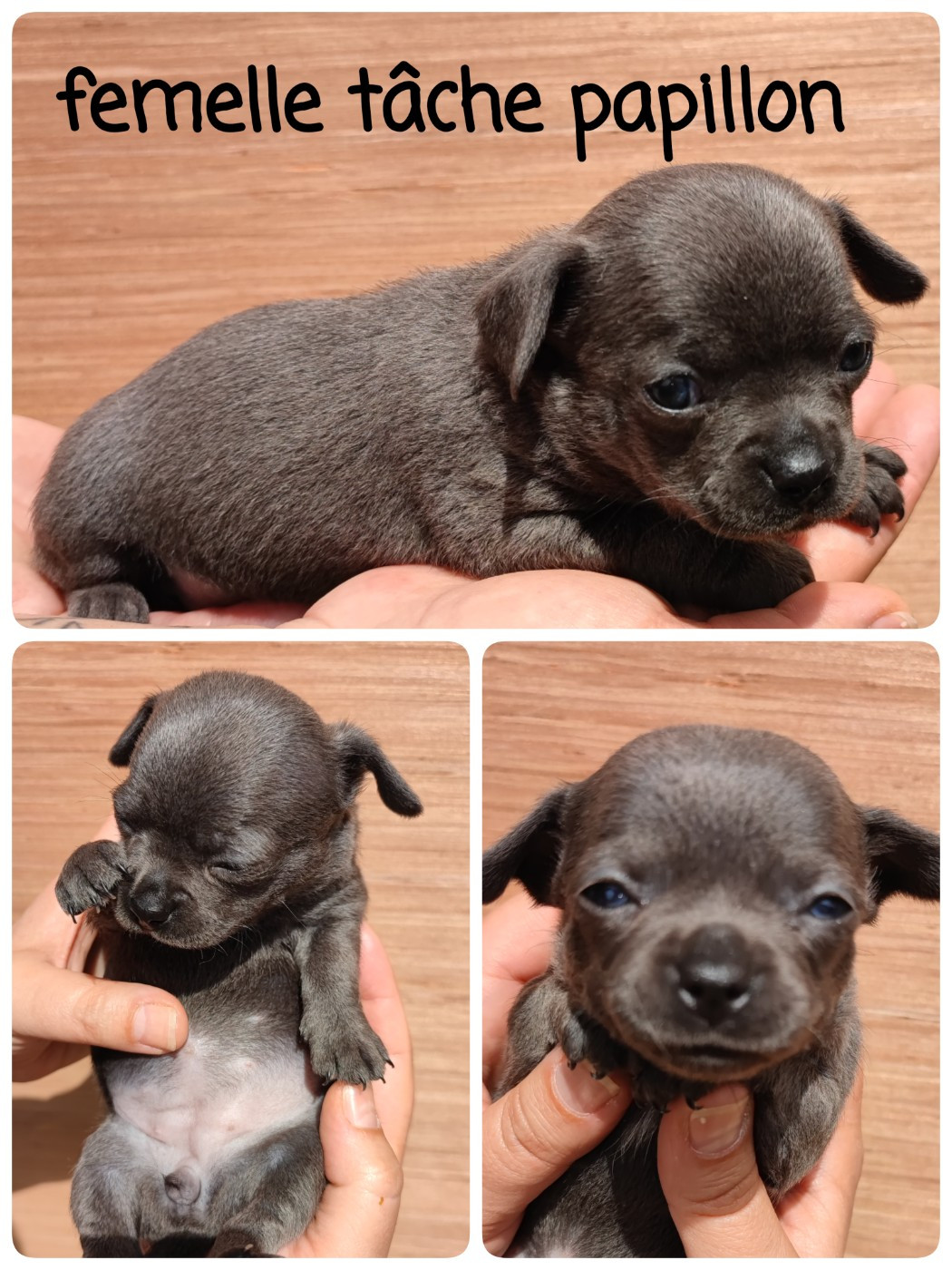 Du Gang Des Calinounoux - Chiots disponibles - Chihuahua