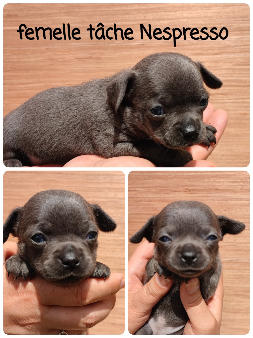 Du Gang Des Calinounoux - Chiots disponibles - Chihuahua