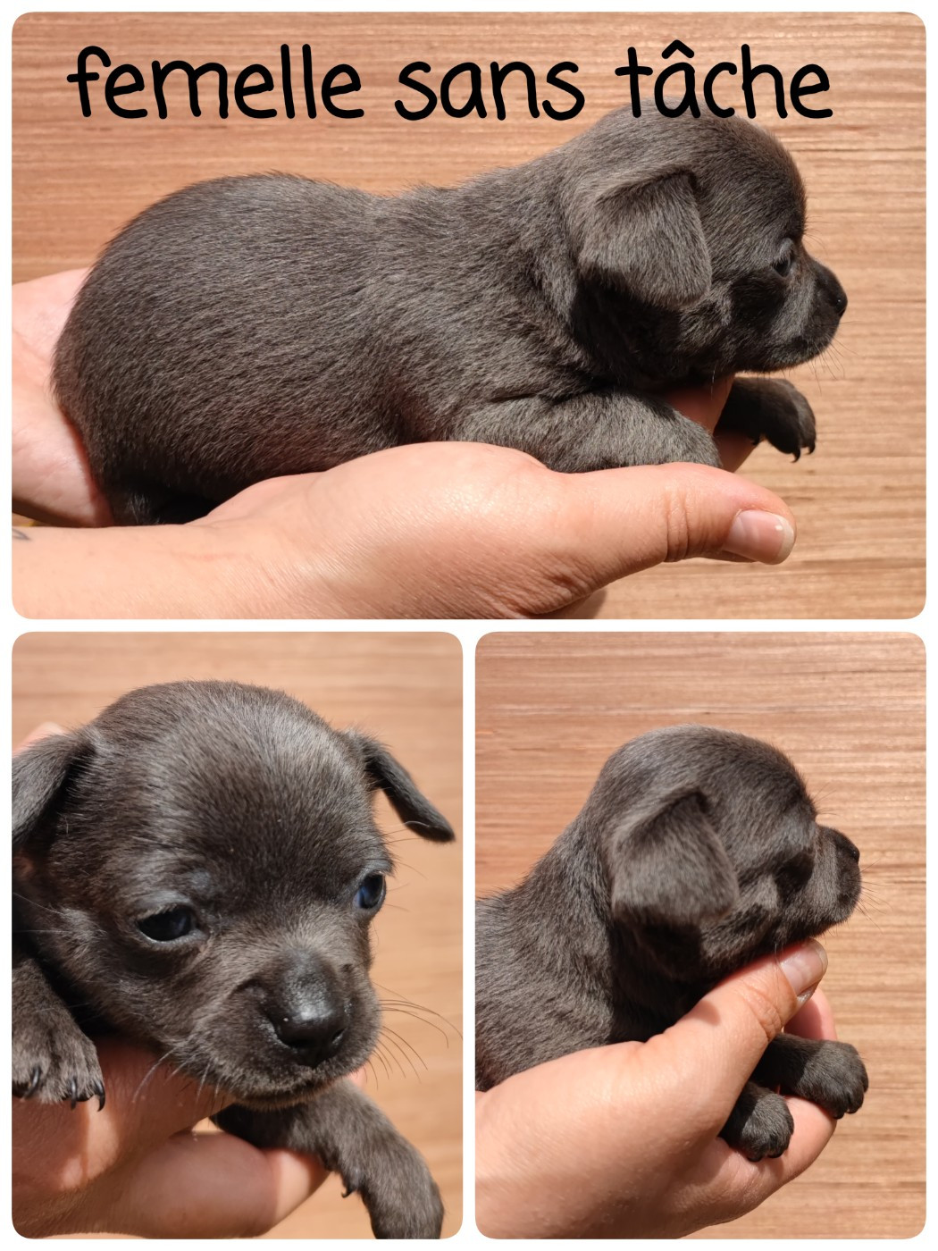 Du Gang Des Calinounoux - Chiots disponibles - Chihuahua