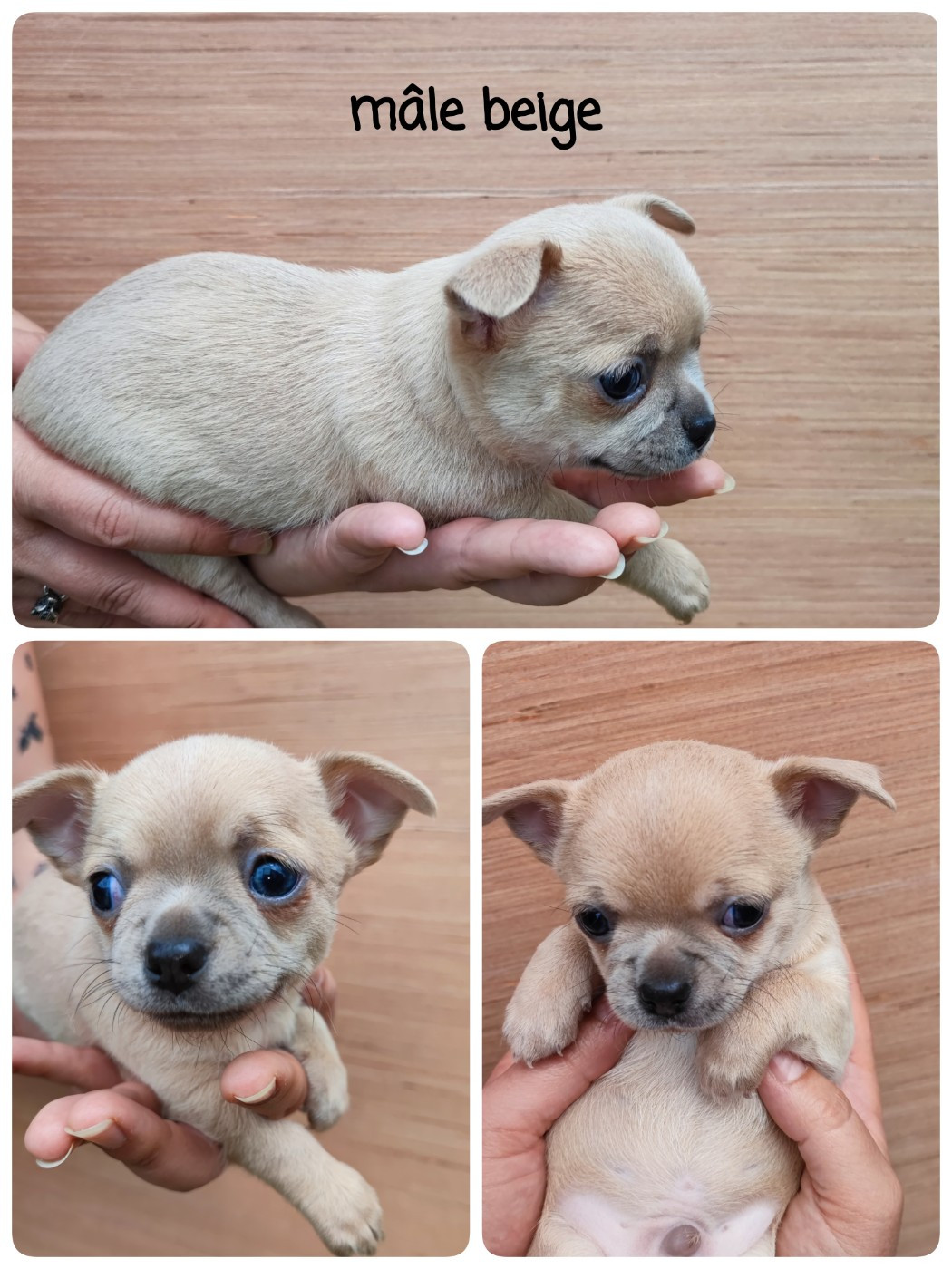 Du Gang Des Calinounoux - Chiots disponibles - Chihuahua
