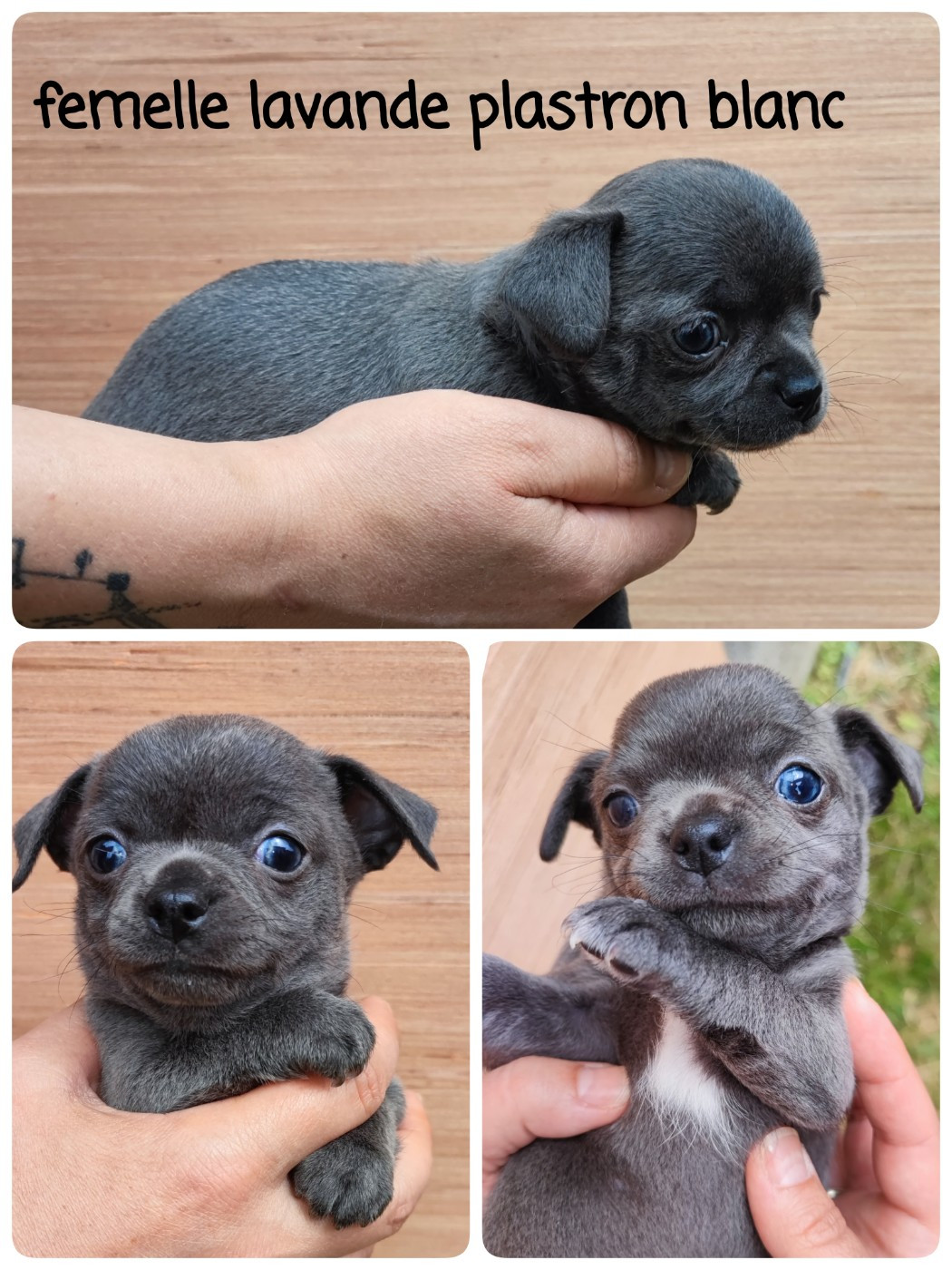Du Gang Des Calinounoux - Chiots disponibles - Chihuahua