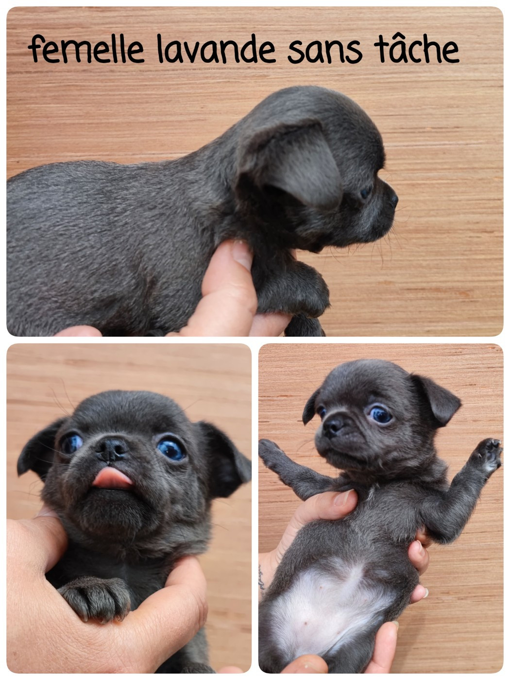 Du Gang Des Calinounoux - Chiots disponibles - Chihuahua