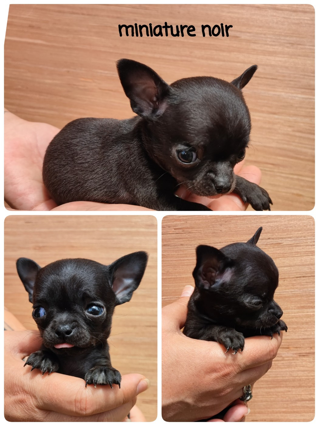 Du Gang Des Calinounoux - Chiots disponibles - Chihuahua