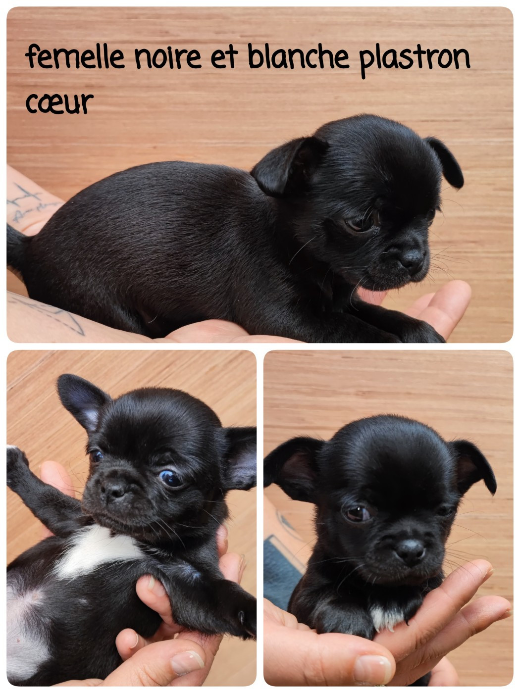 Du Gang Des Calinounoux - Chiots disponibles - Chihuahua