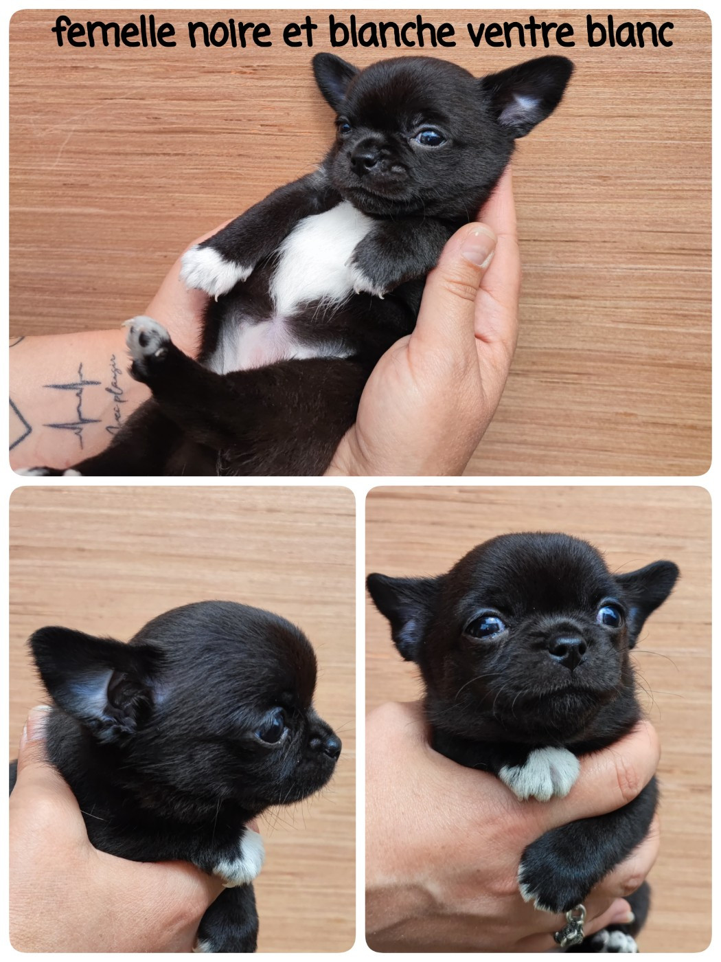 Du Gang Des Calinounoux - Chiots disponibles - Chihuahua