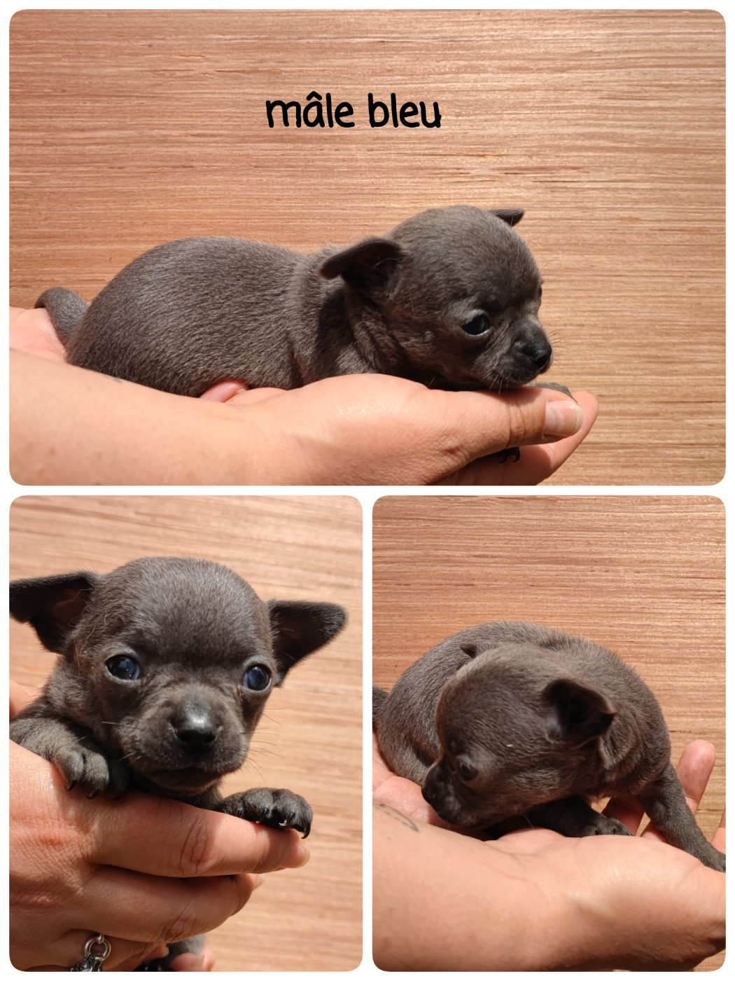 Du Gang Des Calinounoux - Chiots disponibles - Chihuahua