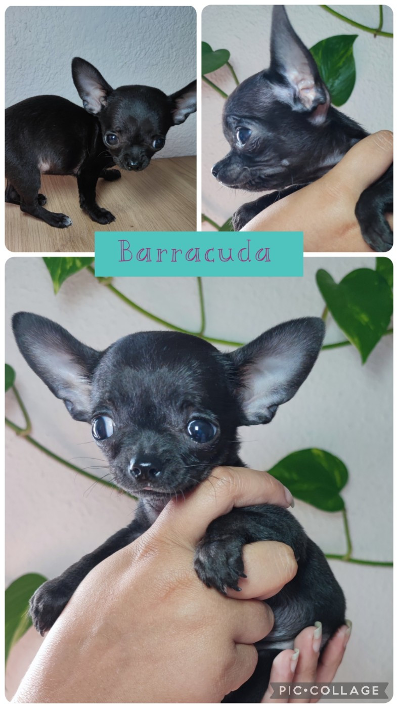 Du Gang Des Calinounoux - Chiots disponibles - Chihuahua