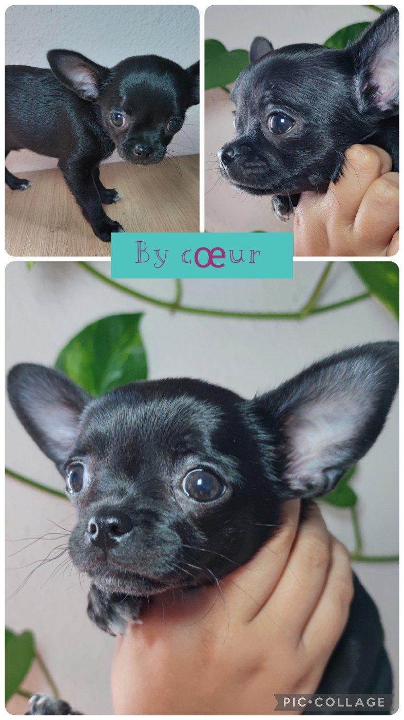 Du Gang Des Calinounoux - Chiots disponibles - Chihuahua