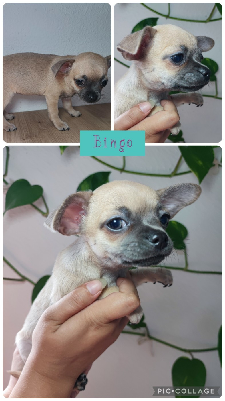 Du Gang Des Calinounoux - Chiots disponibles - Chihuahua
