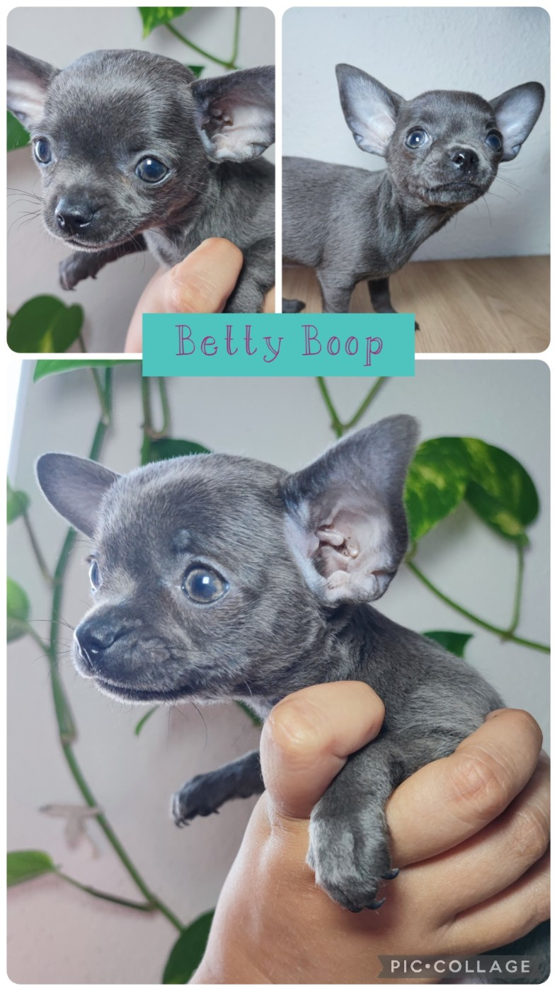Du Gang Des Calinounoux - Chiots disponibles - Chihuahua