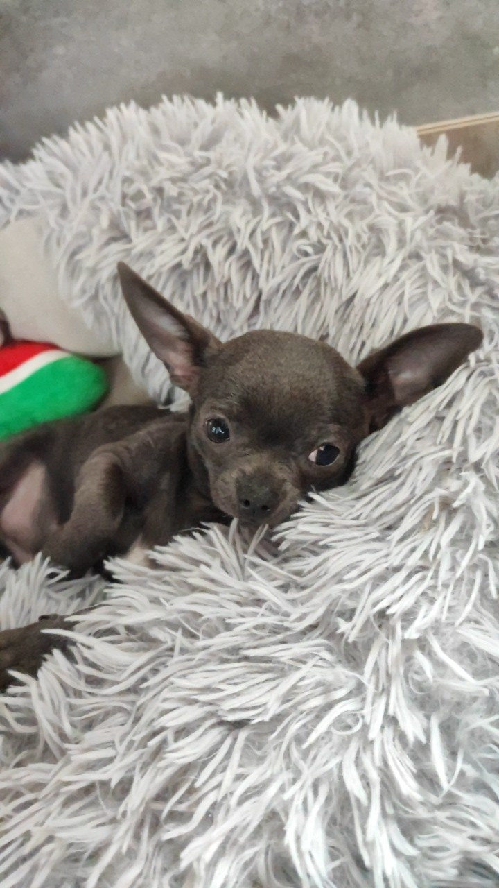 Du Gang Des Calinounoux - Chiots disponibles - Chihuahua