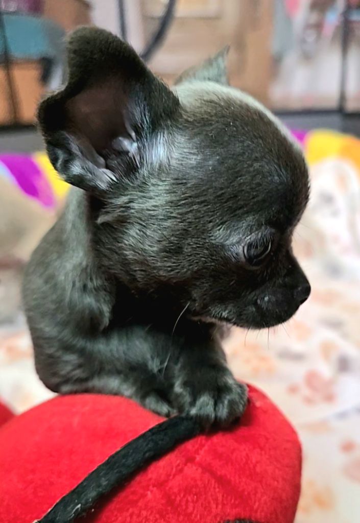 Du Gang Des Calinounoux - Chiots disponibles - Chihuahua