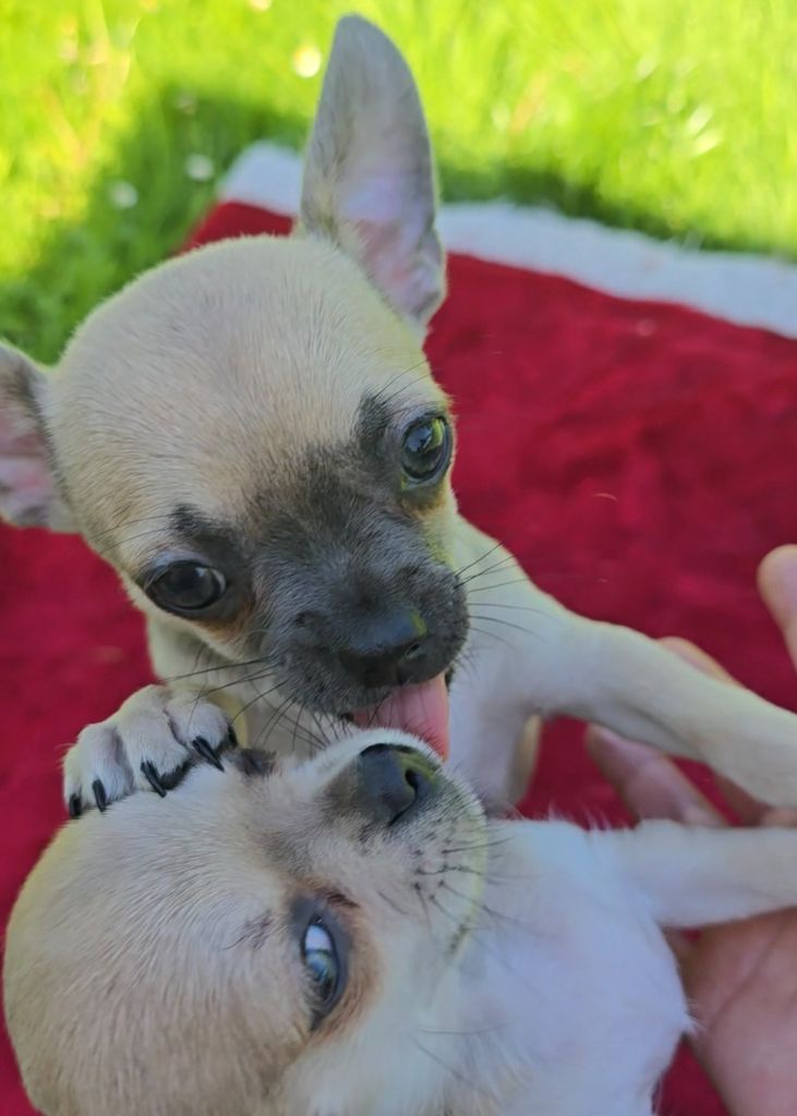 Du Gang Des Calinounoux - Chiots disponibles - Chihuahua