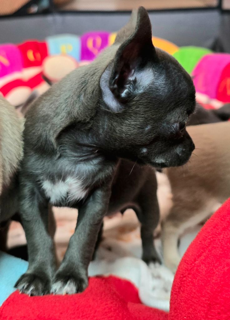 Du Gang Des Calinounoux - Chiots disponibles - Chihuahua