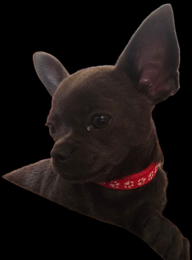 Du Gang Des Calinounoux - Chiots disponibles - Chihuahua