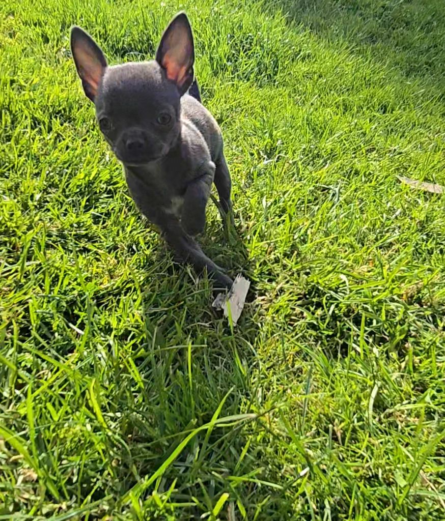 Du Gang Des Calinounoux - Chiots disponibles - Chihuahua