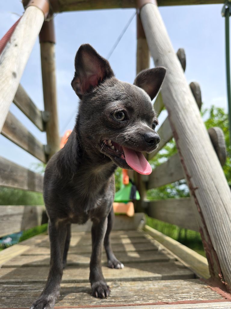 Du Gang Des Calinounoux - Chiots disponibles - Chihuahua