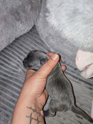 chiot 3