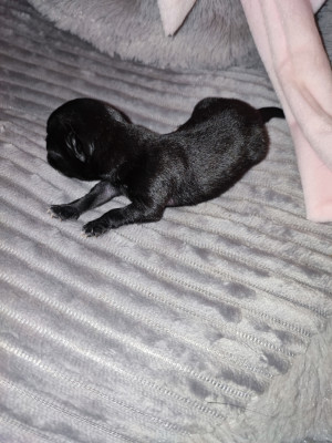 chiot 1
