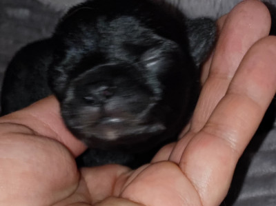 chiot 3