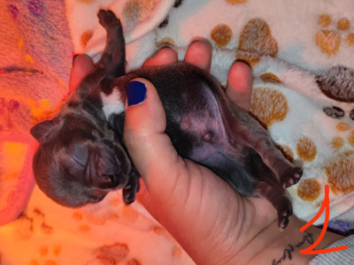 chiot 1