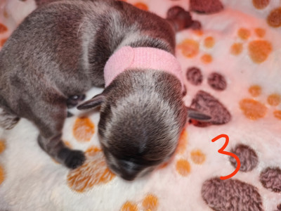 chiot 3