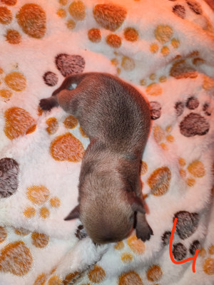 chiot 4
