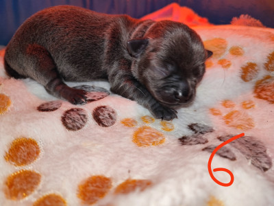 chiot 6