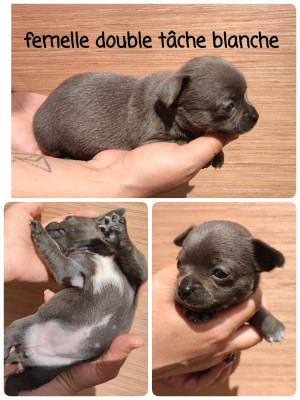 chiot 2