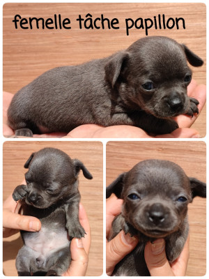 chiot 3