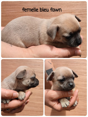 chiot 4