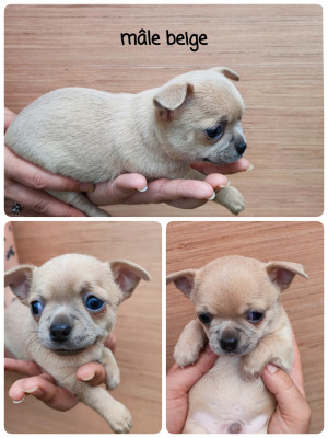 chiot 1