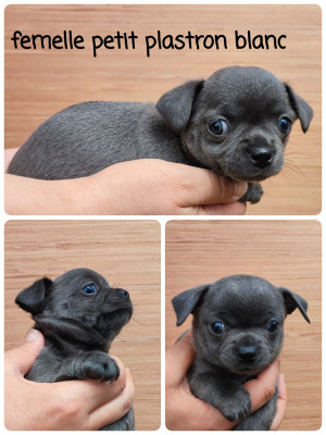 chiot 4