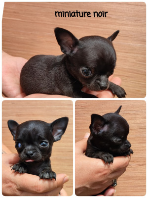 chiot 1