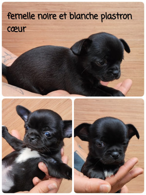 chiot 2