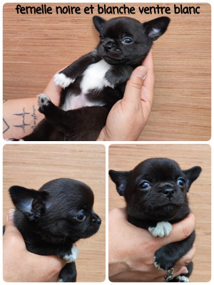 chiot 3