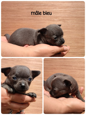 chiot 1