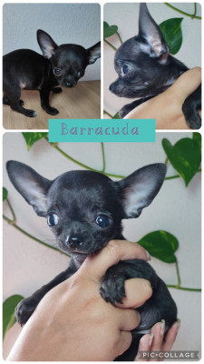 Barraccuda